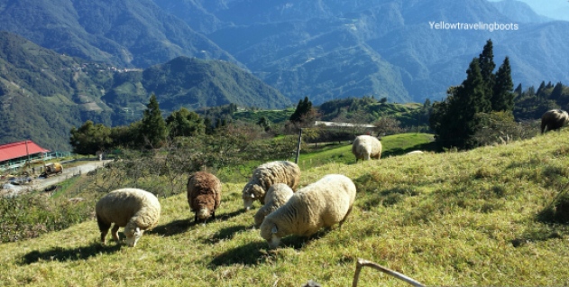 Sheeps at the Cingjing Farm