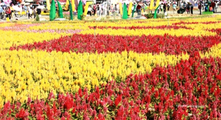 Sea of Flower Festival - 4